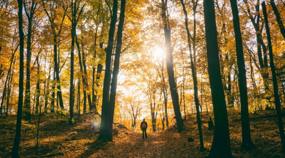 Libérer son potentiel : le coaching en plein air allié du développement personnel